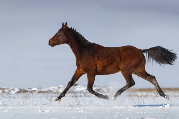 Paard uitgevoerd in sneeuw — Stockfoto