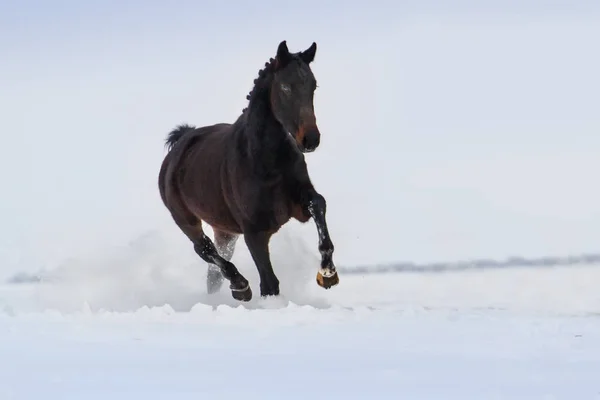 Paard uitgevoerd in sneeuw — Stockfoto