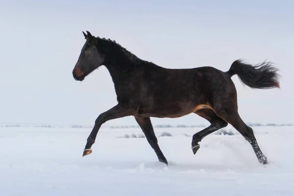 Caballo corriendo en la nieve —  Fotos de Stock