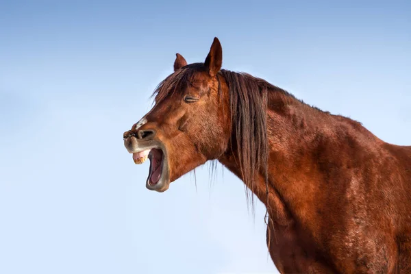 Cavalo vermelho engraçado — Fotografia de Stock