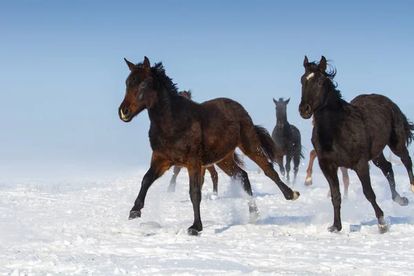 Конячий стадо в снігу — стокове фото