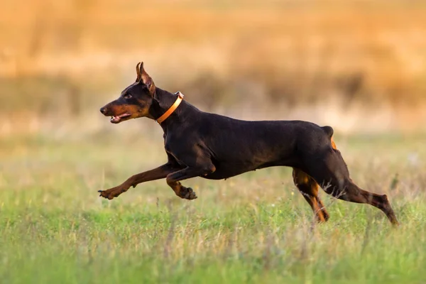 Doberman σκύλος τρέχει — Φωτογραφία Αρχείου