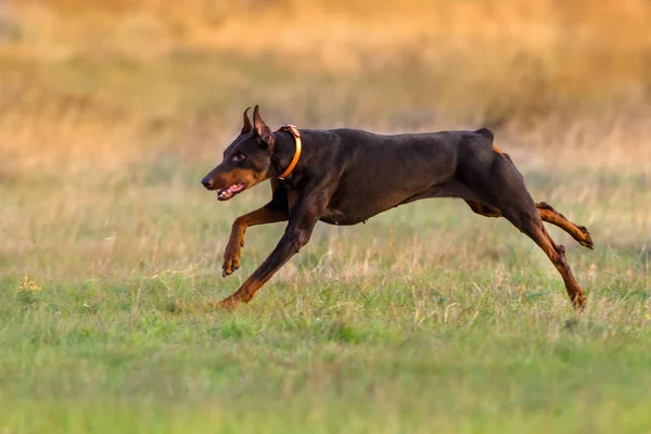 Собачий бег Добермана — стоковое фото