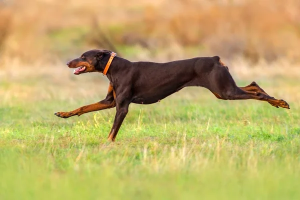 Doberman dog run — Stock Photo, Image