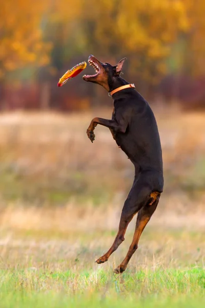 Salto de cão Doberman — Fotografia de Stock