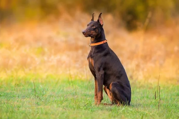 Собака Добермана на открытом воздухе — стоковое фото