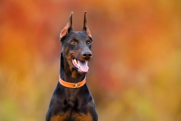 茶色のドーベルマン犬の肖像画 — ストック写真