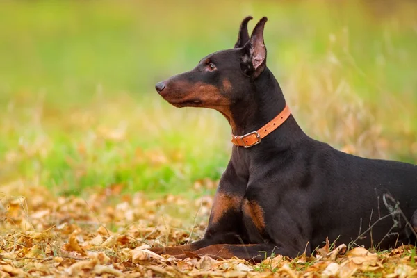Bruin doberman hond — Stockfoto