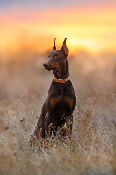 Doberman marrón perro — Foto de Stock