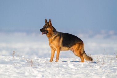 Alman çoban köpek ayakta karda
