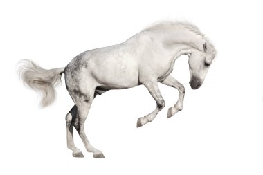 Beyaz At koşusu beyaz arka planda izole edilmiş.