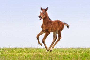 Serbest Colt
