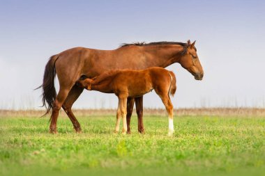 Kısrak ve sevimli colt 