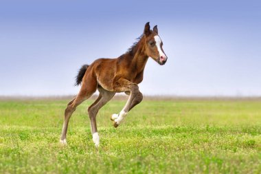 Serbest Colt