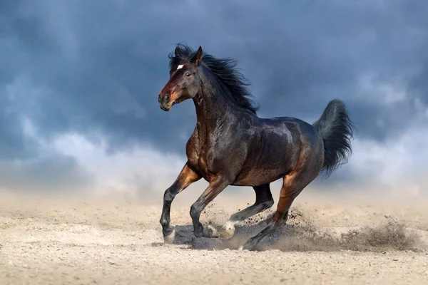 Hermoso Caballo Bahía Galope Campo Arena Contra Cielo Azul Oscuro —  Fotos de Stock