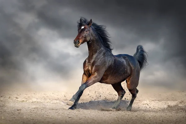 Vackra Bukten Häst Köra Galopp Sandiga Fält Mot Mörkblå Himmel — Stockfoto