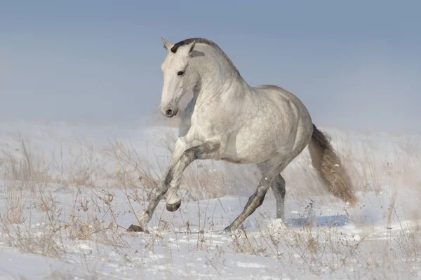 White Horse Uitvoeren Sneeuw — Stockfoto