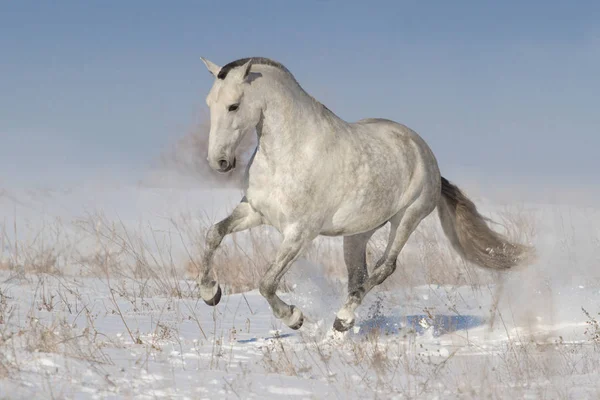 Bílý Kůň Běžet Sněhu — Stock fotografie