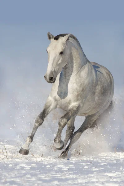 Caballo Blanco Correr Nieve —  Fotos de Stock