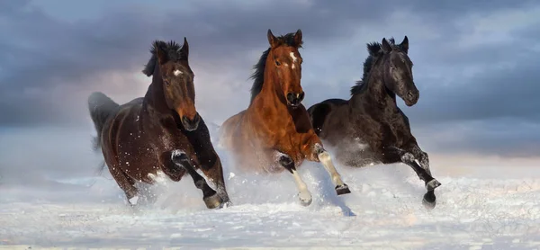 Cavalo Rebanho Executar Galope Campo Inverno Neve Contra Céu Bonito — Fotografia de Stock
