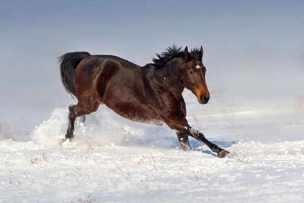 Paard in sneeuw — Stockfoto