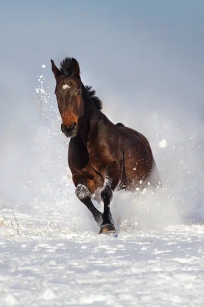 Baai Paard Galop Uitgevoerd Sneeuwveld — Stockfoto