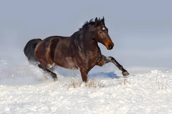 Caballo Bahía Galope Campo Nieve — Foto de Stock