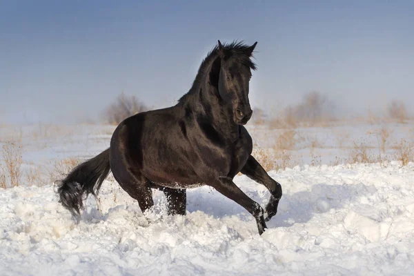 Zwarte paard in sneeuw — Stockfoto