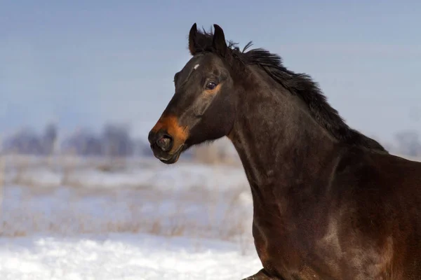 Mozgás Téli Napon Bay Horse Portré — Stock Fotó