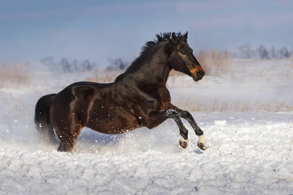 Baai Paard Galop Uitgevoerd Sneeuwveld — Stockfoto