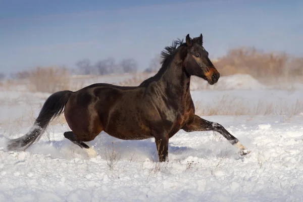 Paard in sneeuw — Stockfoto