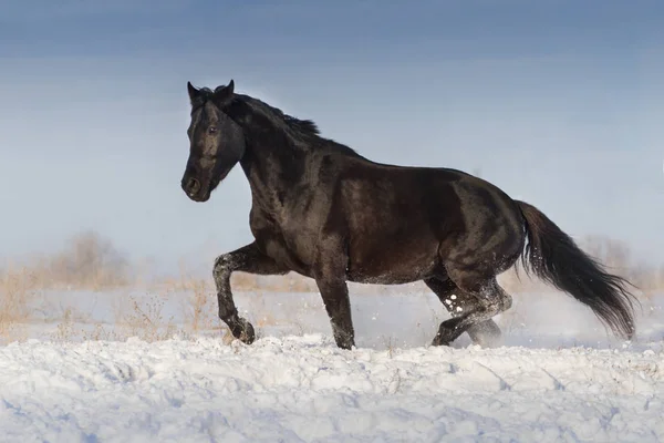 Zwarte Paard Springen Sneeuw Winter Veld — Stockfoto