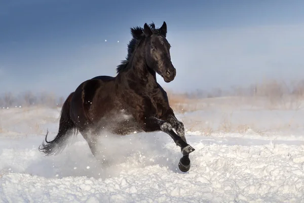 Caballo negro en la nieve — Foto de Stock