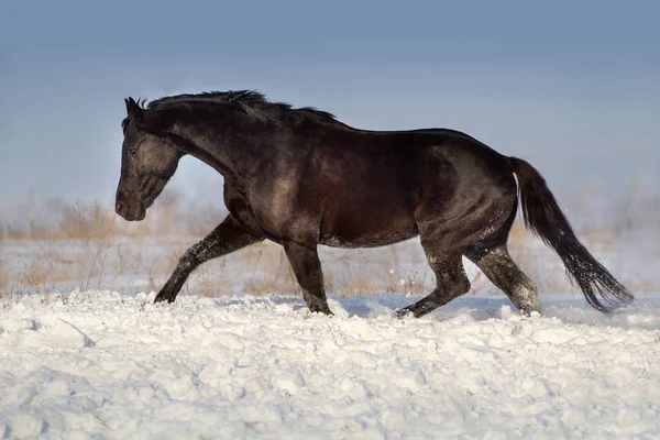 Zwarte paard in sneeuw — Stockfoto