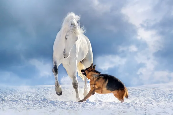 White Horse Kar Kış Sahada Alman Çoban Ile Oynamak — Stok fotoğraf