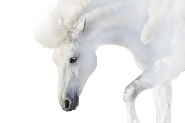 White Horse White Background High Key — Stock Photo, Image