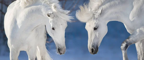 Dwa Biały Koń Długa Grzywa Portret Ruchu Zimowy Dzień — Zdjęcie stockowe