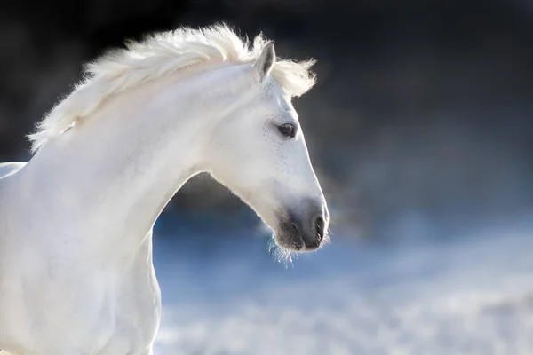 Retrato Cavalo Branco Com Vapor Narina Pôr Sol — Fotografia de Stock