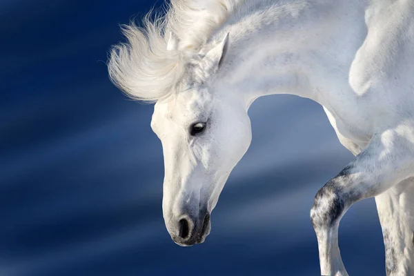 Valkoinen Hevonen Pitkä Harja Muotokuva Liikkeessä Talvipäivänä — kuvapankkivalokuva