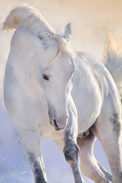 White Horse Long Mane Portrait Motion Winter Day Sunset Light — Stock Photo, Image