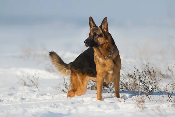 雪の中で犬立っています。 — ストック写真
