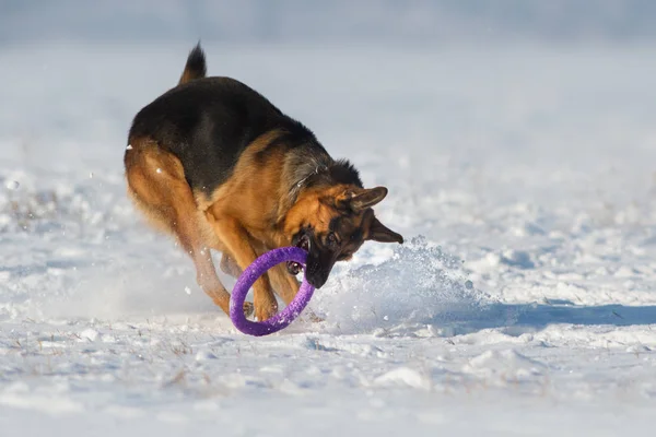 Cão na neve — Fotografia de Stock