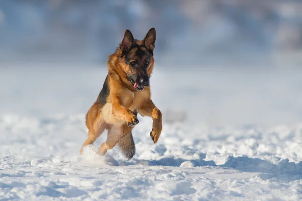 Cão na neve — Fotografia de Stock