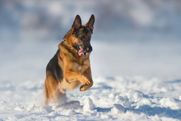 Собака в снегу — стоковое фото