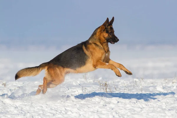 雪の中で犬 — ストック写真