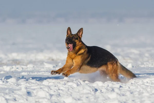 雪の中で犬 — ストック写真