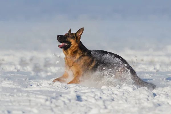 Bonito Pastor Alemão Cão Pegando Brinquedo Campo Neve — Fotografia de Stock