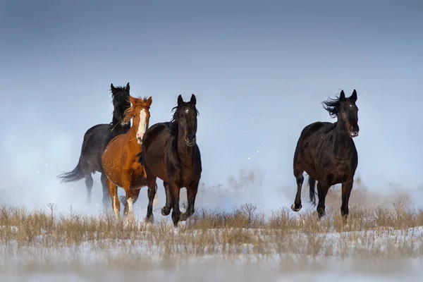 Caballos en la nieve — Foto de Stock