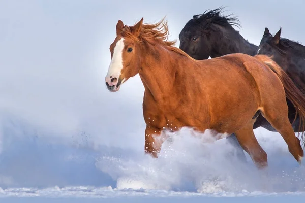 Manada de caballos en la nieve — Foto de Stock