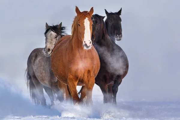 Manada de caballos en la nieve — Foto de Stock